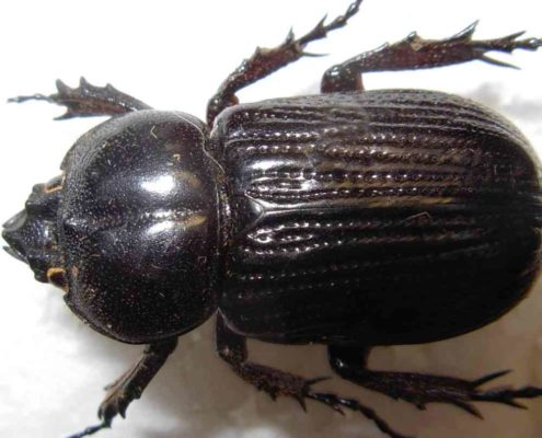 Phileurus