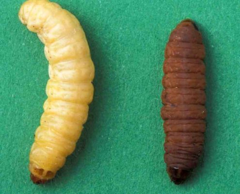 Galleria mellonella