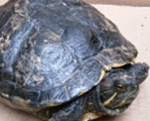 Trachemys scripta elegans