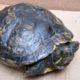 Trachemys scripta elegans