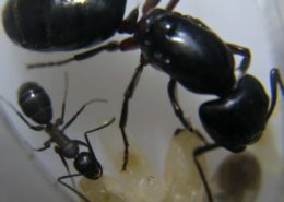 Camponotus herculeanus