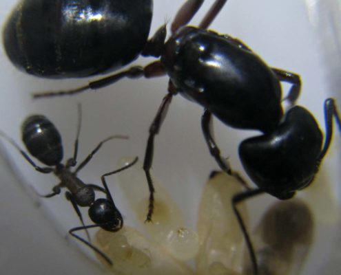 Camponotus herculeanus