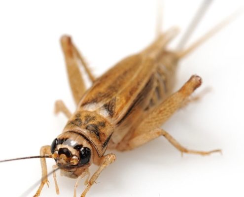 Acheta domesticus