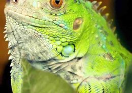 Iguana iguana