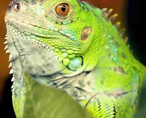 Iguana iguana