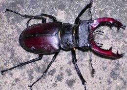 Lucanus cervus