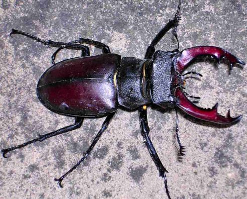 Lucanus cervus