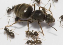 Lasius Niger